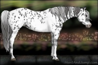 Horse Color:White Spotted Black Splash Tobiano Frame Appaloosa 