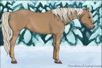 Horse Color:Palomino 