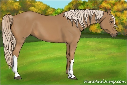 Horse Color:Palomino 