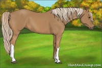 Horse Color:Palomino