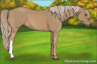 Horse Color:Palomino 