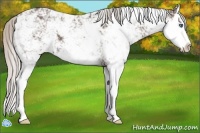 Horse Color:Silver Black Sabino Splash