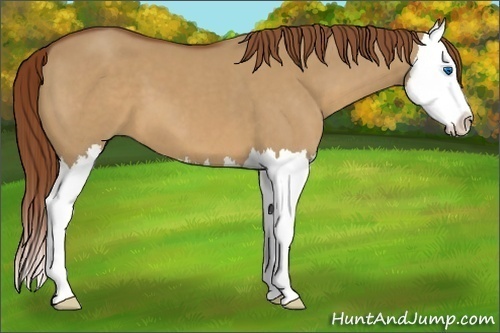 Horse Color:Red Dun Splash 