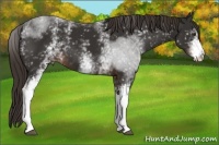 Horse Color:White Spotted Liver Chestnut