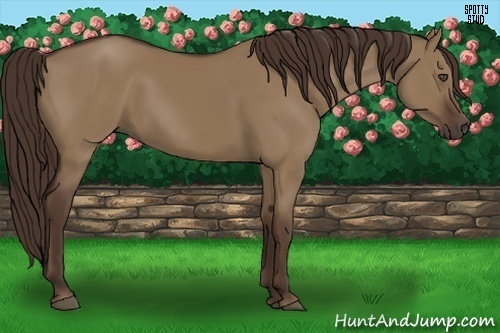 Horse Color:Liver Red Dun 