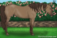 Horse Color:Liver Red Dun