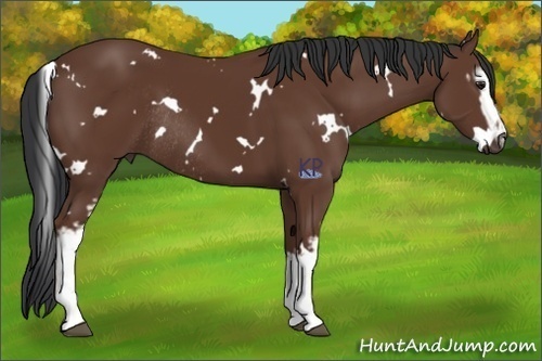 Horse Color:White Spotted Bay Rabicano 