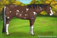 Horse Color:White Spotted Bay Rabicano 