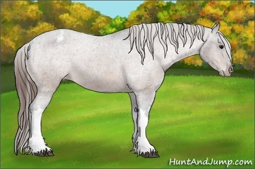 Horse Color:Bay Mushroom Varnish