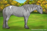 Horse Color:Black Appaloosa 