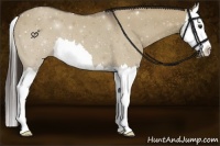 Horse Color:Liver Red Dun Splash 