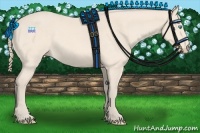 Horse Color:Perlino 