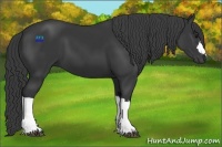 Horse Color:Black 