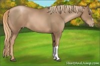 Horse Color:Liver Chestnut Pearl 