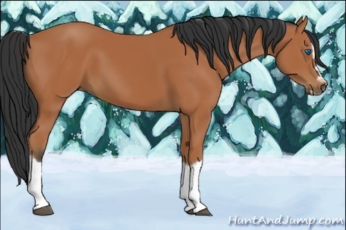 Horse Color:Bay Splash Frame