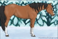 Horse Color:Bay Splash Frame