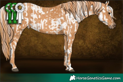 Horse Color:White Spotted Brown Splash Frame Appaloosa Rabicano  Brindle