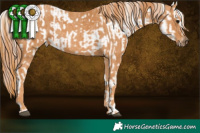 Horse Color:White Spotted Brown Splash Frame Appaloosa Rabicano Brindle