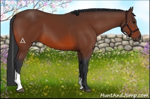 Horse Color:Bay Tobiano