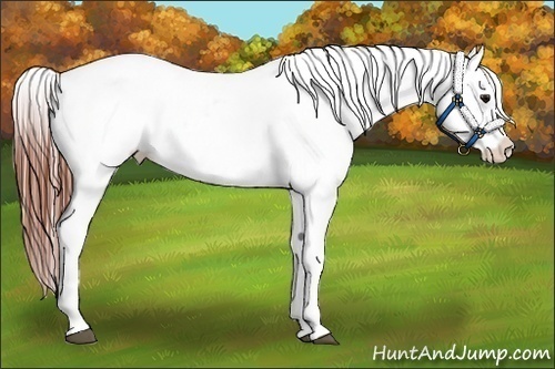 Horse Color:White Spotted Brown Frame Appaloosa Rabicano  Brindle
