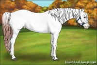 Horse Color:White Spotted Brown Frame Appaloosa Rabicano  Brindle