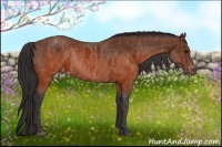 Horse Color:White Spotted Brown Frame Appaloosa Rabicano  Brindle