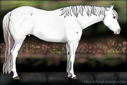 Horse Color:White Spotted Brown Frame Appaloosa Rabicano  Brindle