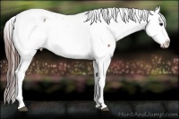 Horse Color:White Spotted Brown Frame Appaloosa Rabicano Brindle