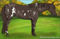 Horse Color:White Spotted Liver Chestnut 