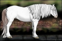 Horse Color:Bay Frame Appaloosa 