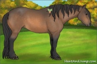 Horse Color:Buckskin 