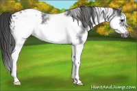 Horse Color:White Spotted Blue Roan Splash Frame Appaloosa 