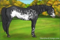 Horse Color:Black Frame  and Black Frame 