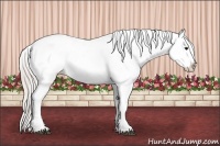 Horse Color:White Spotted Silver Brown Frame Appaloosa Rabicano Brindle