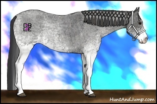 Horse Color:White Spotted Blue Roan Rabicano Brindle