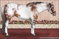 Horse Color:White Spotted Brown Frame Varnish Rabicano  Brindle