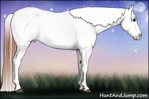 Horse Color:White Spotted Brown Frame Fewspot Rabicano  Brindle