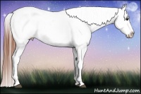 Horse Color:White Spotted Brown Frame Appaloosa Rabicano Brindle