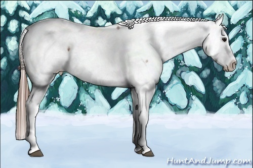 Horse Color:White Spotted Brown Frame Appaloosa Rabicano Brindle