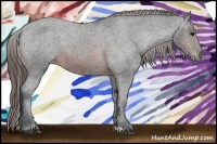 Horse Color:Brown Appaloosa 