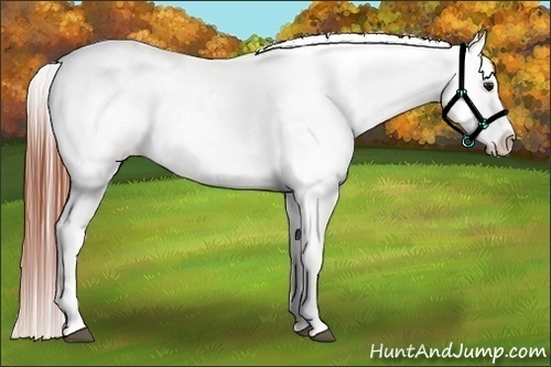 Horse Color:White Spotted Brown Frame Appaloosa Rabicano Brindle