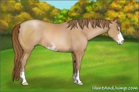 Horse Color:Bay Pearl Sabino