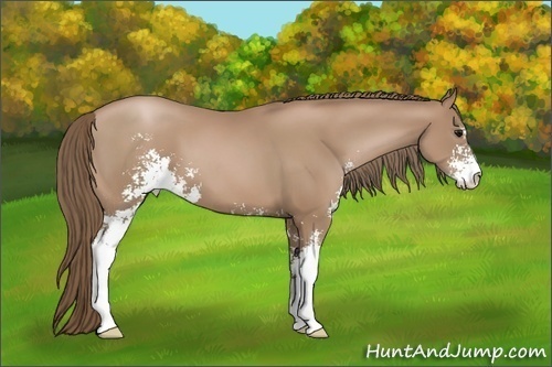 Horse Color:Black Pearl Sabino 
