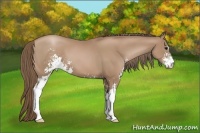 Horse Color:Black Pearl Sabino 