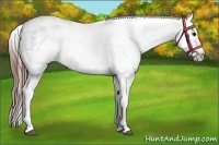 Horse Color:White Spotted Brown Frame Snowcap Rabicano  Brindle