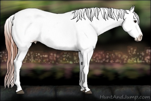 Horse Color:White Spotted Brown Appaloosa Rabicano  Brindle