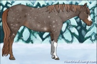 Horse Color:Liver Chestnut 