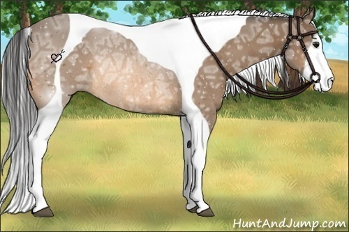 Horse Color:Buckskin Ice Tobiano Rabicano 