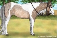 Horse Color:Buckskin Ice Tobiano Rabicano 
