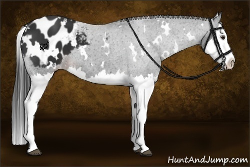 Horse Color:White Spotted Liver Chestnut Splash Appaloosa 